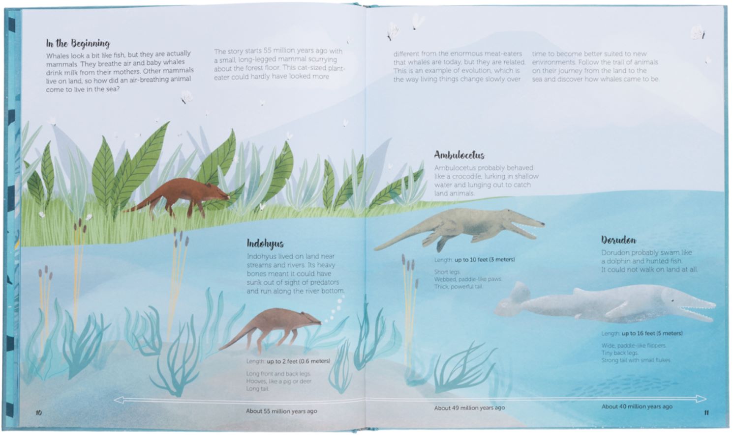 Kinderboek The World of Whales