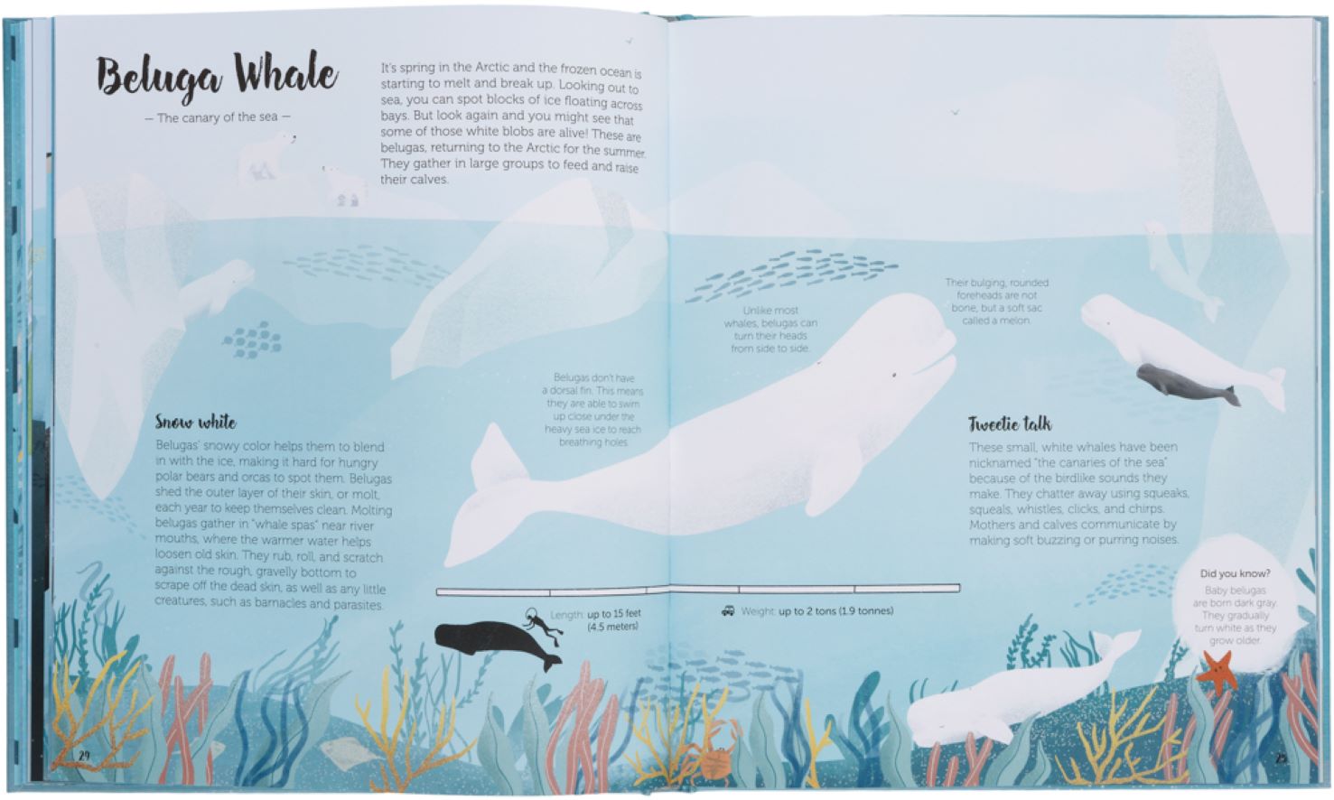 Kinderboek The World of Whales