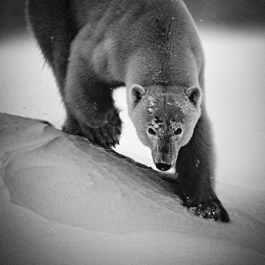 Livre de table basse Ice is Black