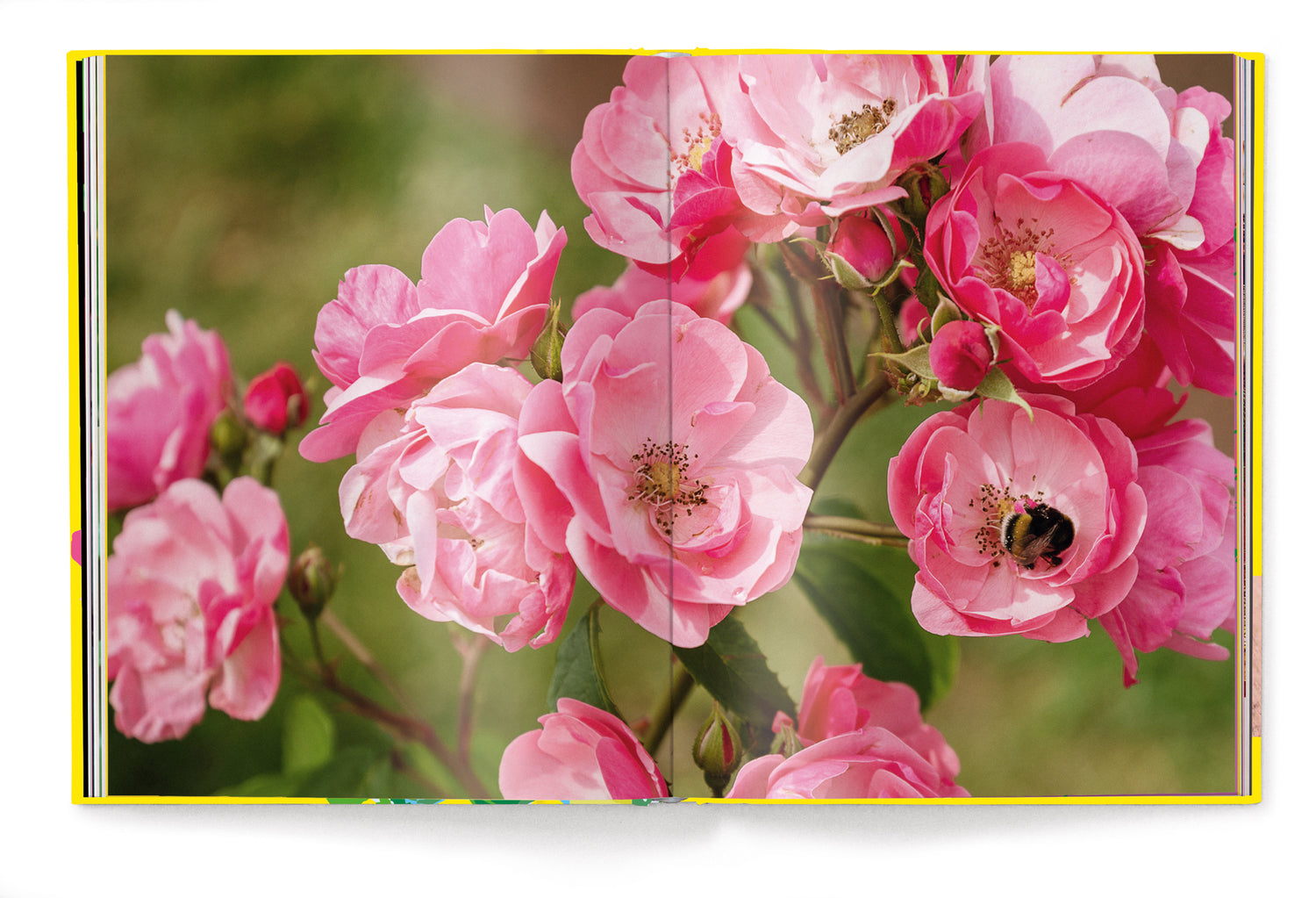 Livre de table basse Roses, série Floramour d'Anja Klaffenbach