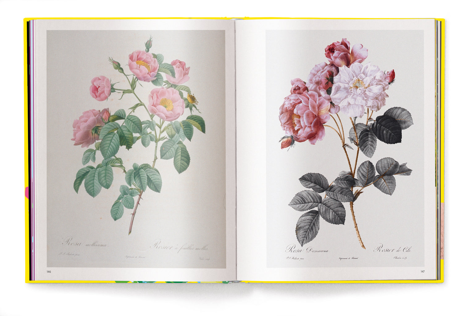 Livre de table basse Roses, série Floramour d'Anja Klaffenbach