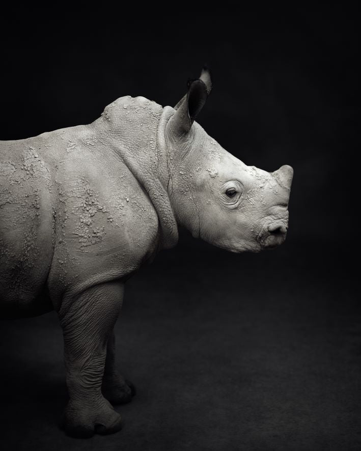 Livre de table basse Entre Nous, Portraits d'Animaux de Vincent Lagrange