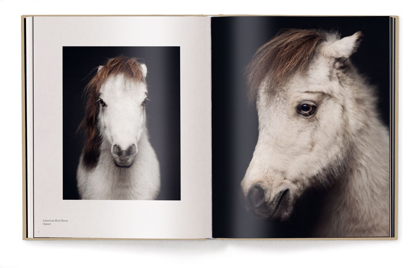 Livre de table basse Entre Nous, Portraits d'Animaux de Vincent Lagrange