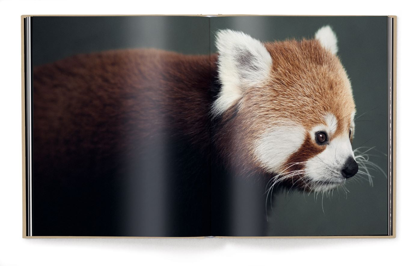 Koffietafelboek Between Us, Animal Portraits van Vincent Lagrange