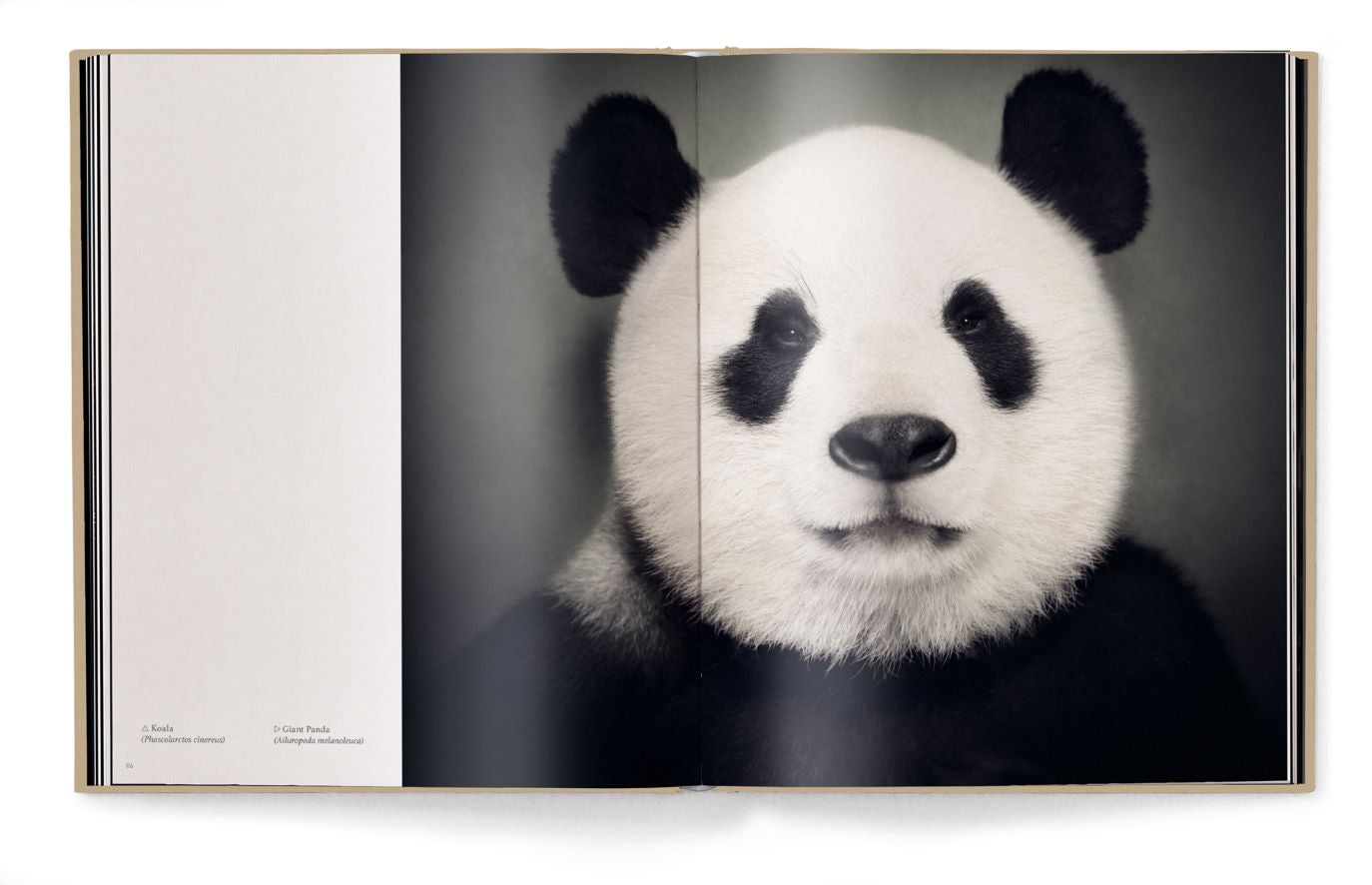 Livre de table basse Entre Nous, Portraits d'Animaux de Vincent Lagrange