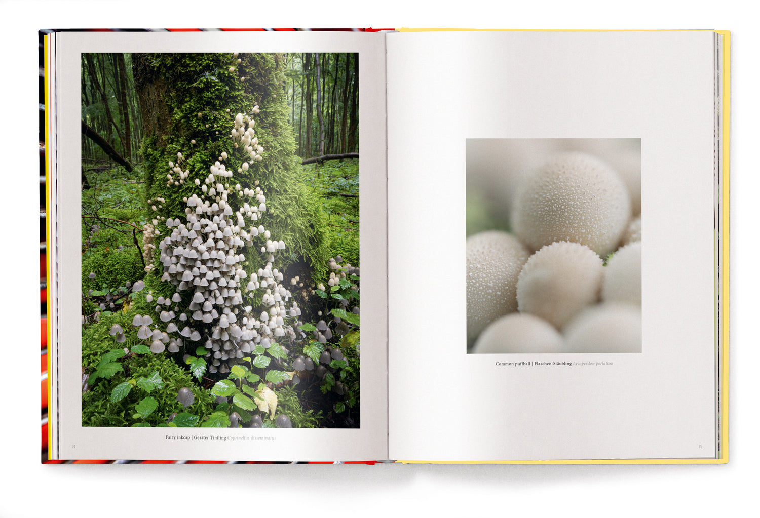 Livre de table basse Wonderland, Le monde secret des champignons de Jan Vermeer