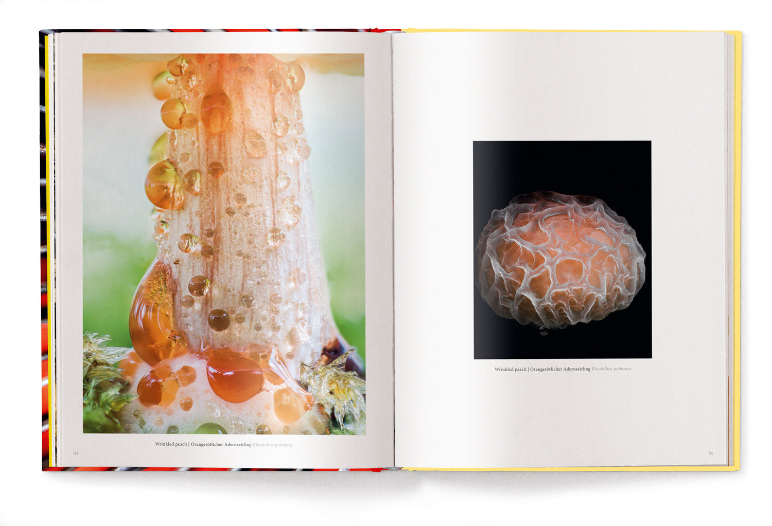 Livre de table basse Wonderland, Le monde secret des champignons de Jan Vermeer