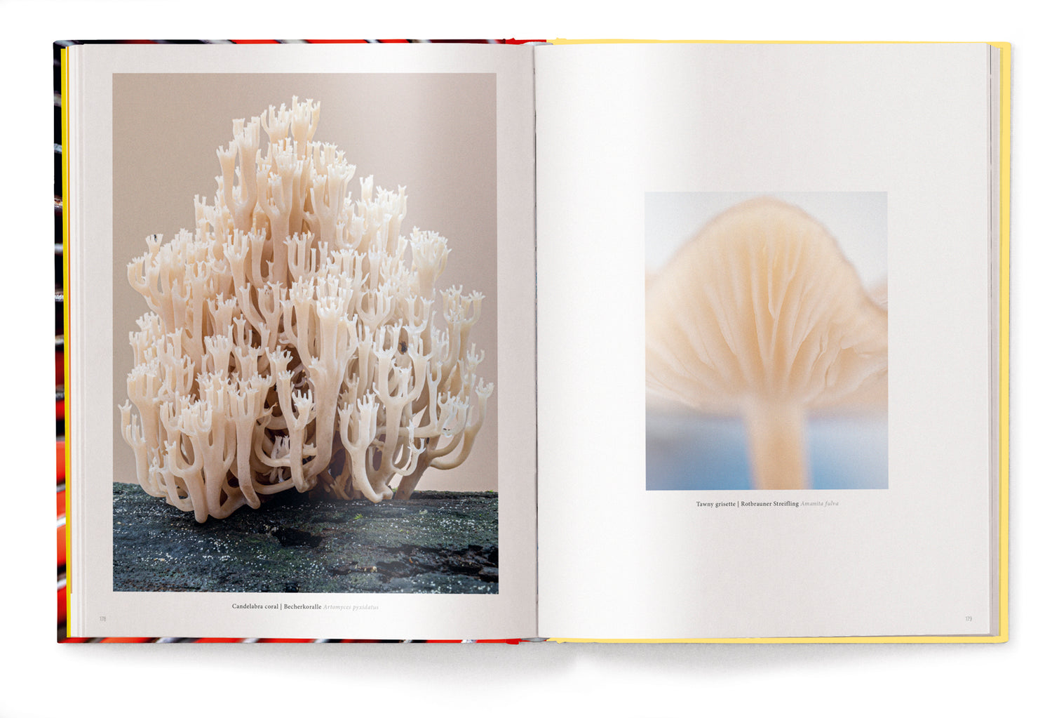 Livre de table basse Wonderland, Le monde secret des champignons de Jan Vermeer