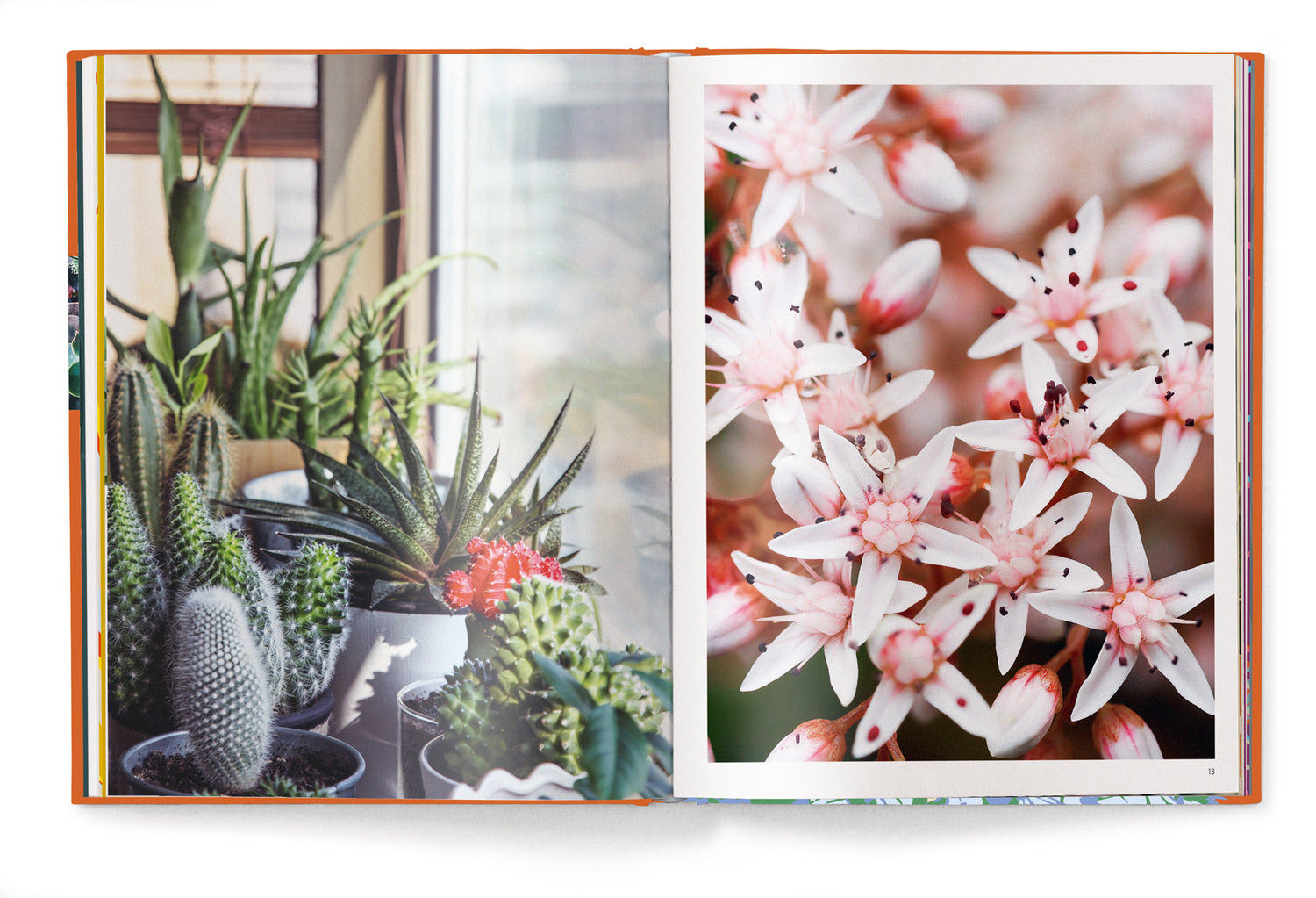 Livre de table basse Succulents, série Floramour par Anja Klaffenbach