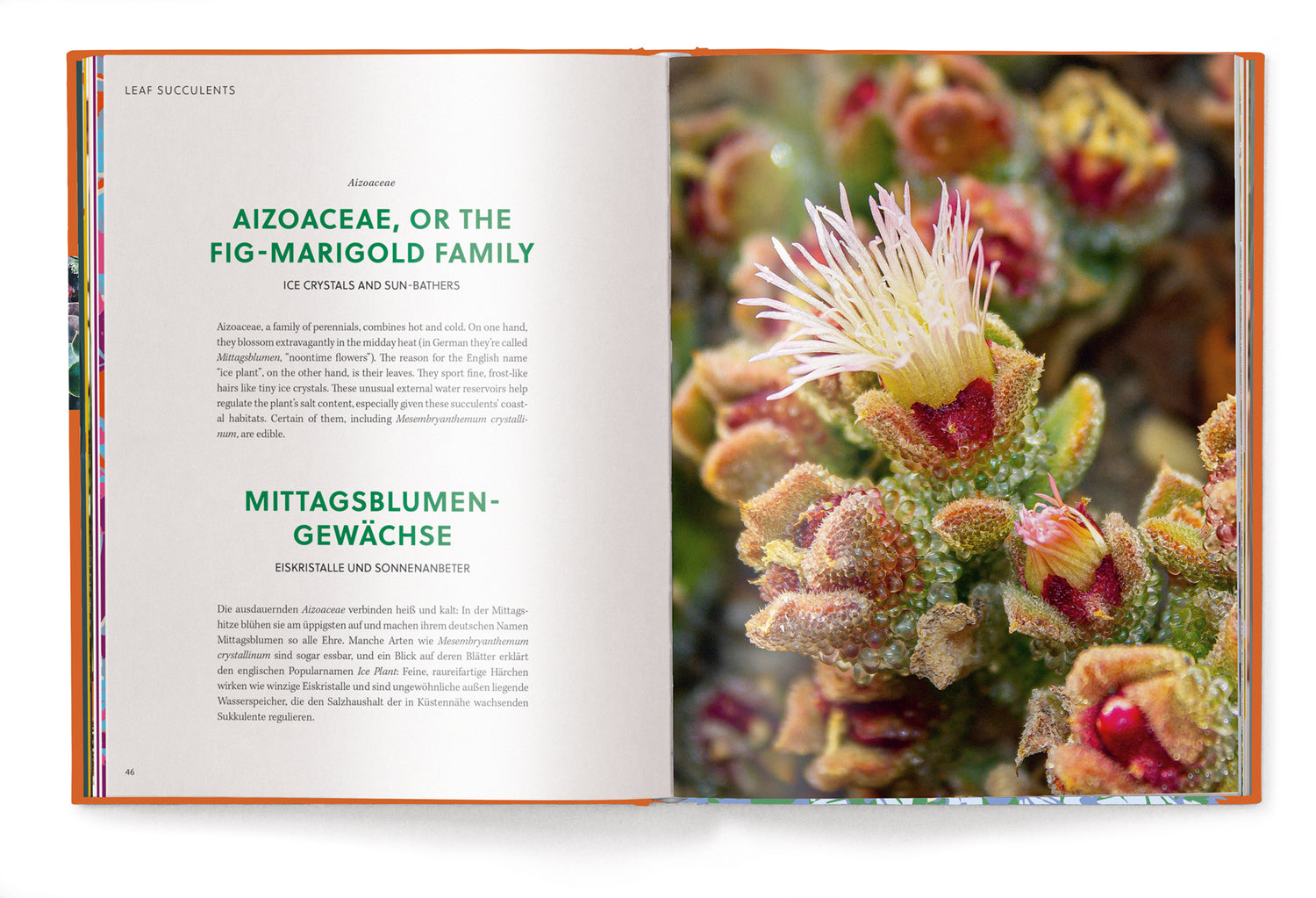 Koffietafelboek Succulents, Floramour serie van Anja Klaffenbach