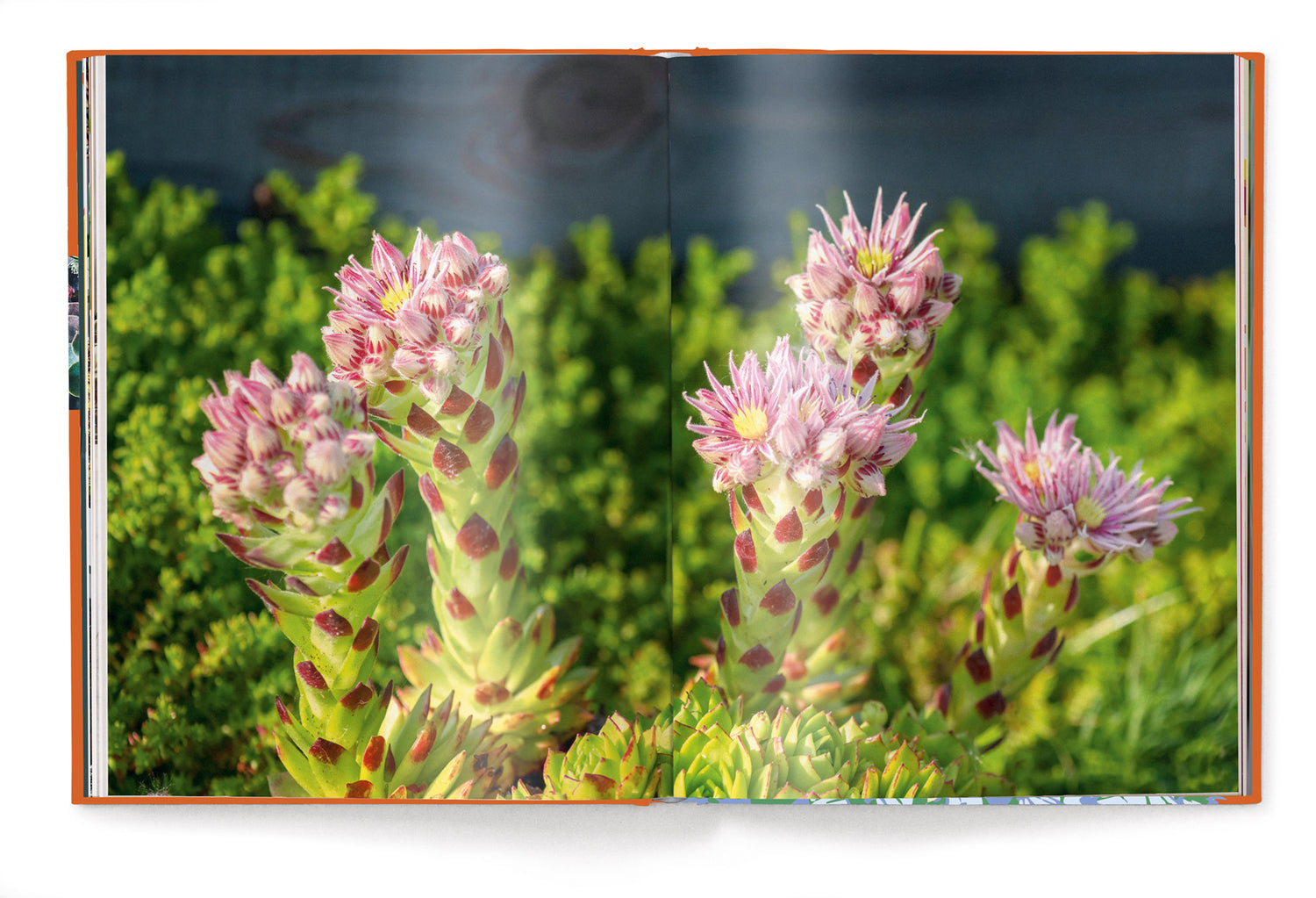 Livre de table basse Succulents, série Floramour par Anja Klaffenbach