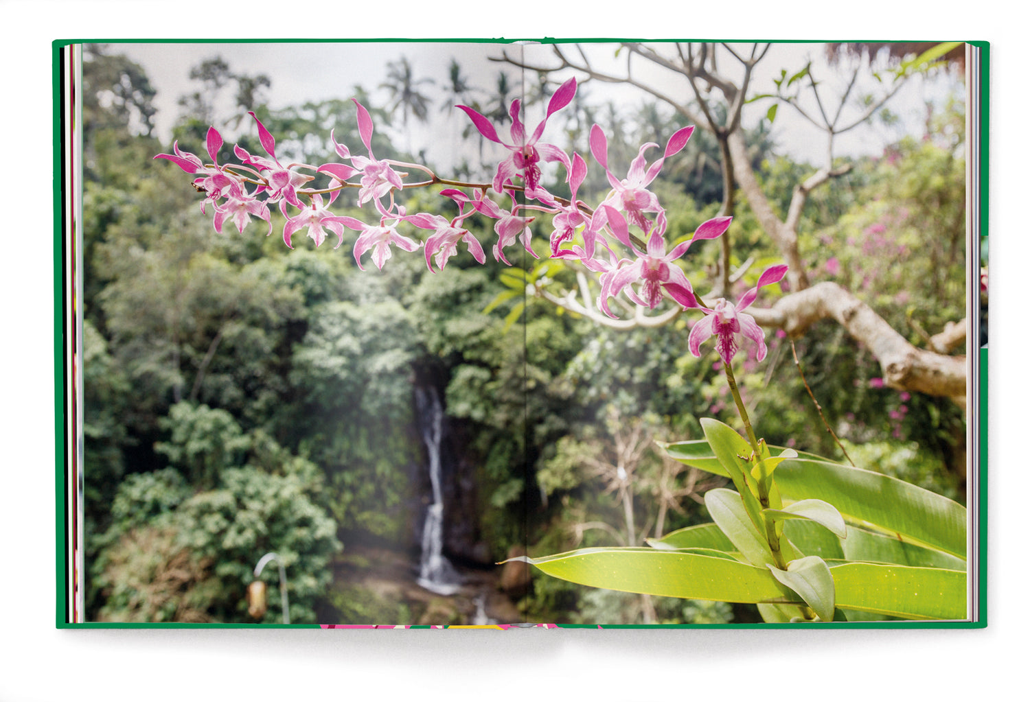 Livre de table basse Orchidées, série Floramour d'Anja Klaffenbach