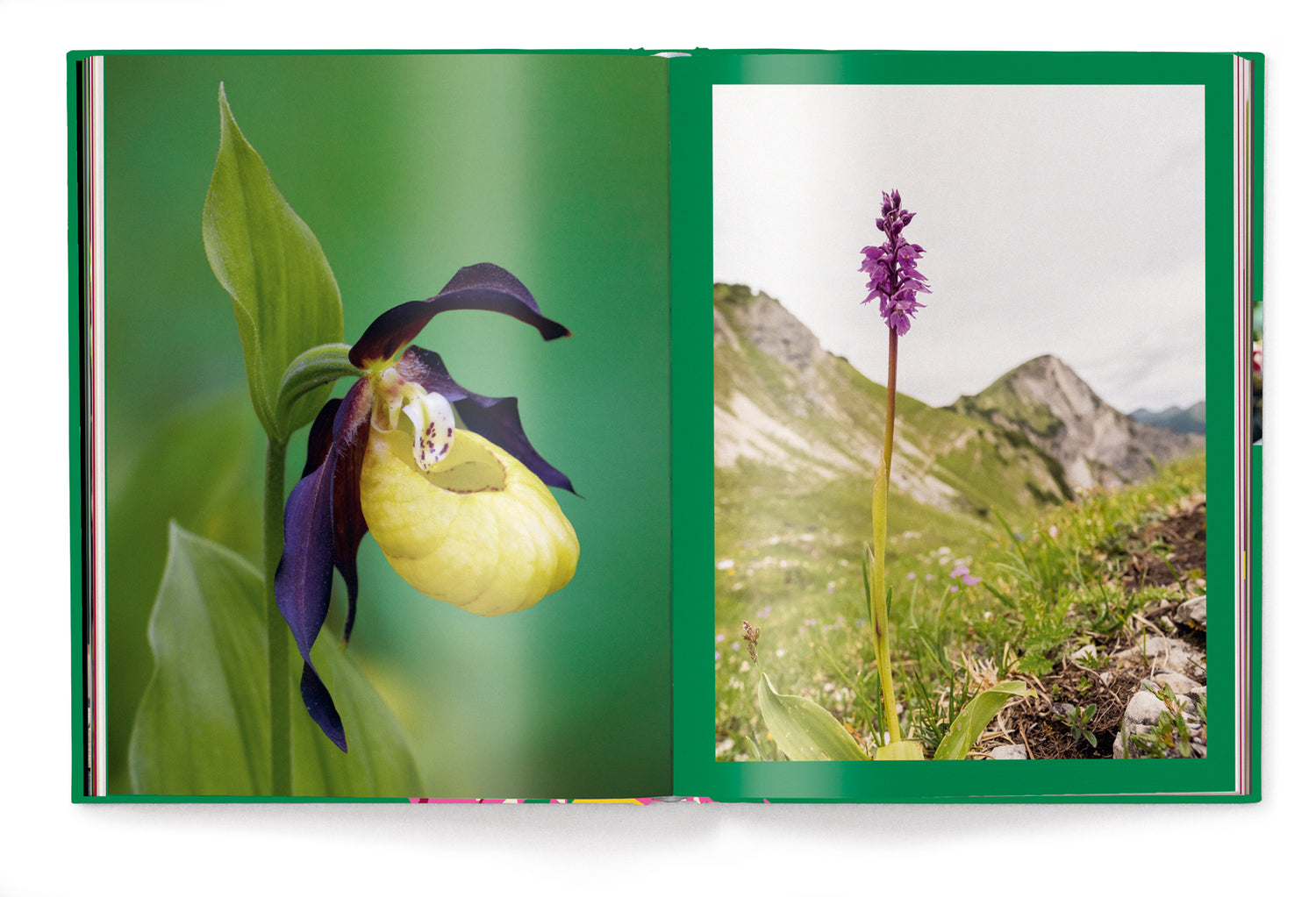 Livre de table basse Orchidées, série Floramour d'Anja Klaffenbach