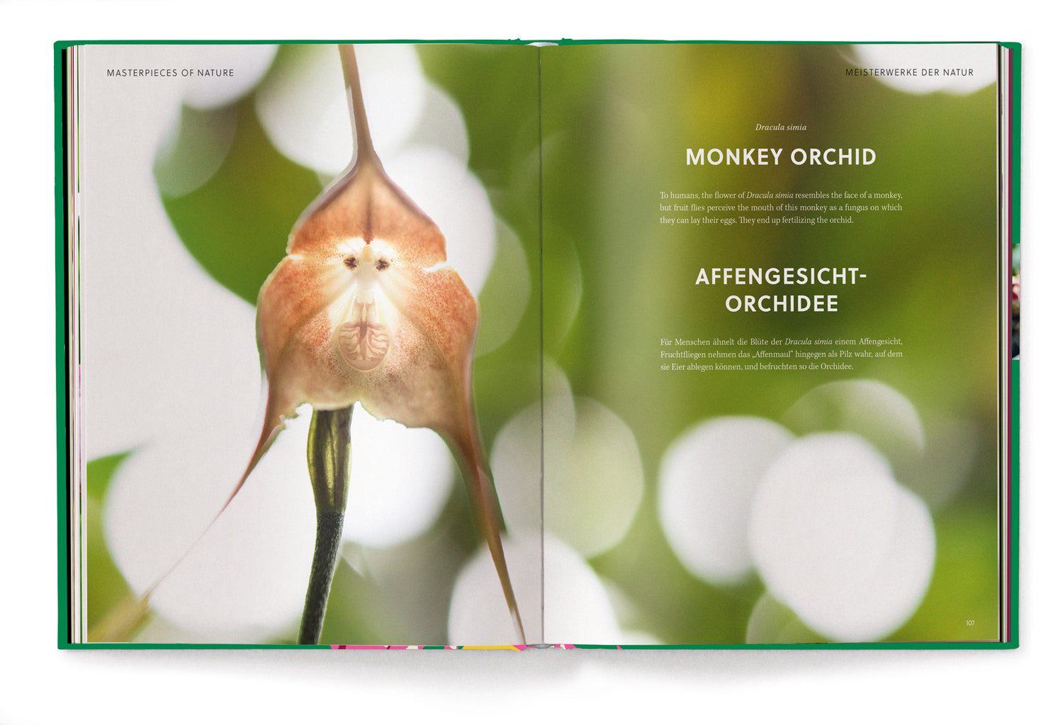 Livre de table basse Orchidées, série Floramour d'Anja Klaffenbach