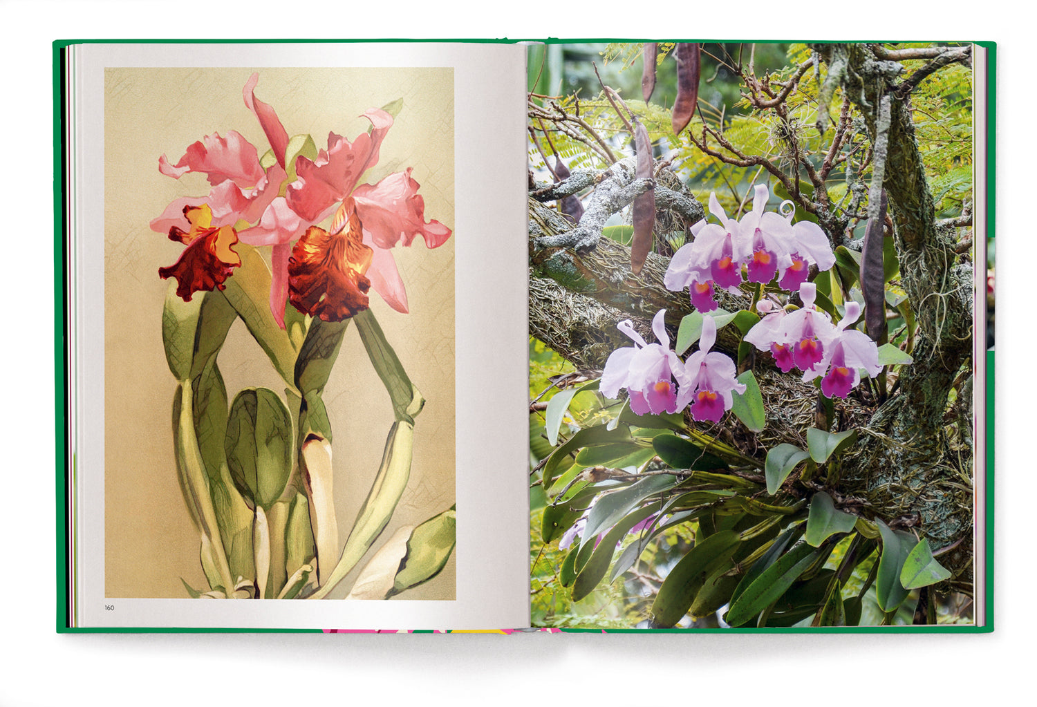 Livre de table basse Orchidées, série Floramour d'Anja Klaffenbach