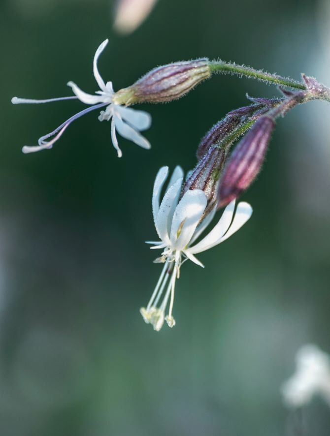 Livre de table basse Fleurs sauvages - Série Floramour d'Anja Klaffenbach