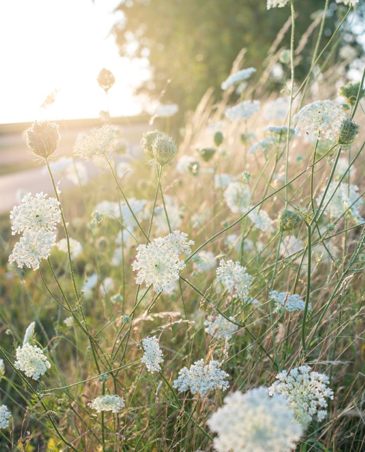 Koffietafelboek Wild Flowers - Floramour serie van Anja Klaffenbach