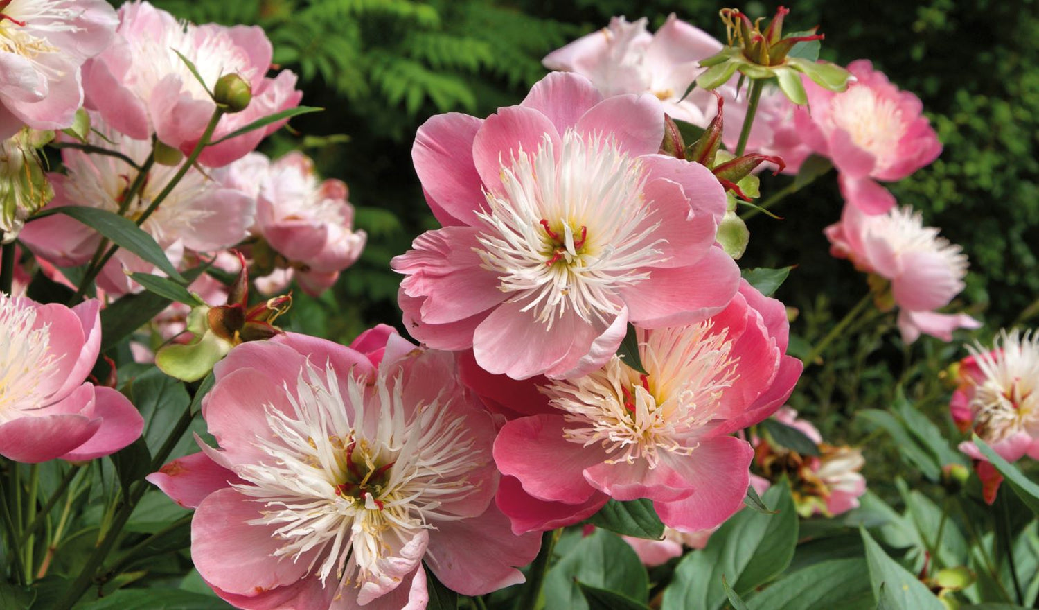 Livre de table basse Pivoines - Série Floramour par Anja Klaffenbach