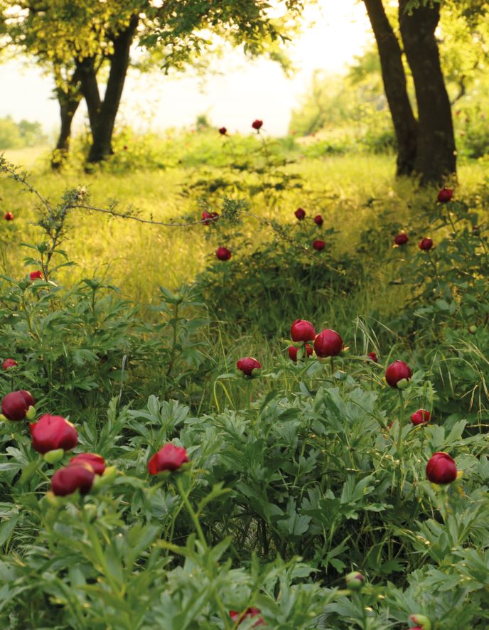 Koffietafelboek Peonies - Floramour serie van Anja Klaffenbach