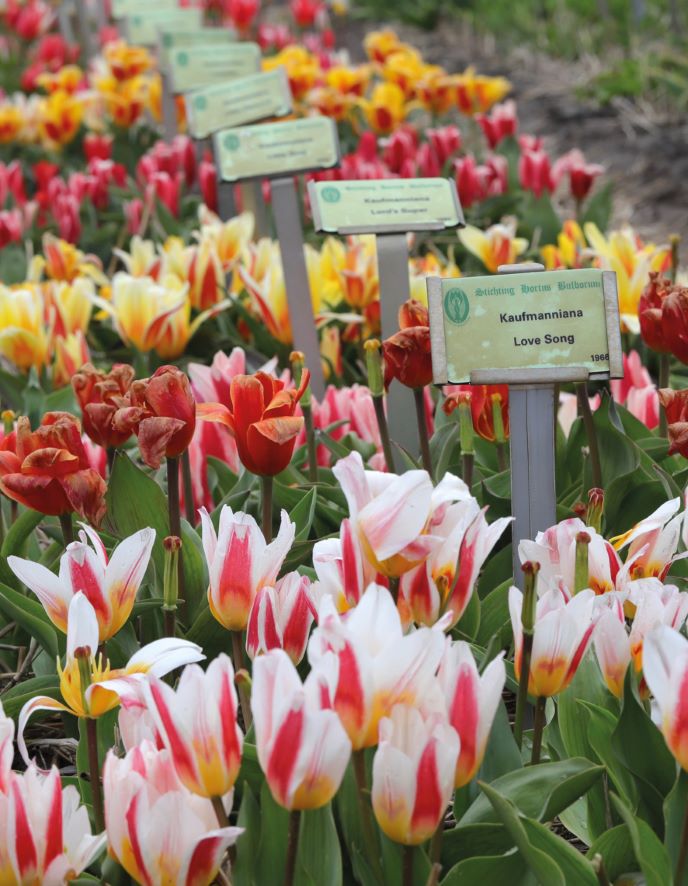 Koffietafelboek Tulips - Floramour serie van Karin Greiner & Simone Braun