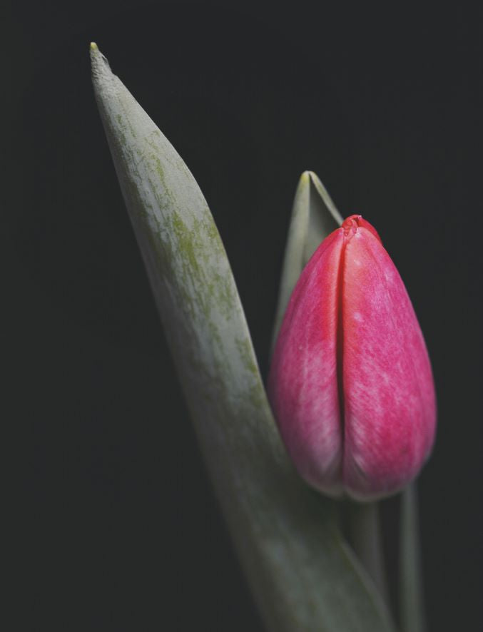 Koffietafelboek Tulips - Floramour serie van Karin Greiner & Simone Braun