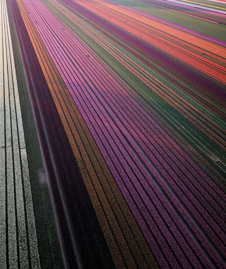 Koffietafelboek Tulips - Floramour serie van Karin Greiner & Simone Braun