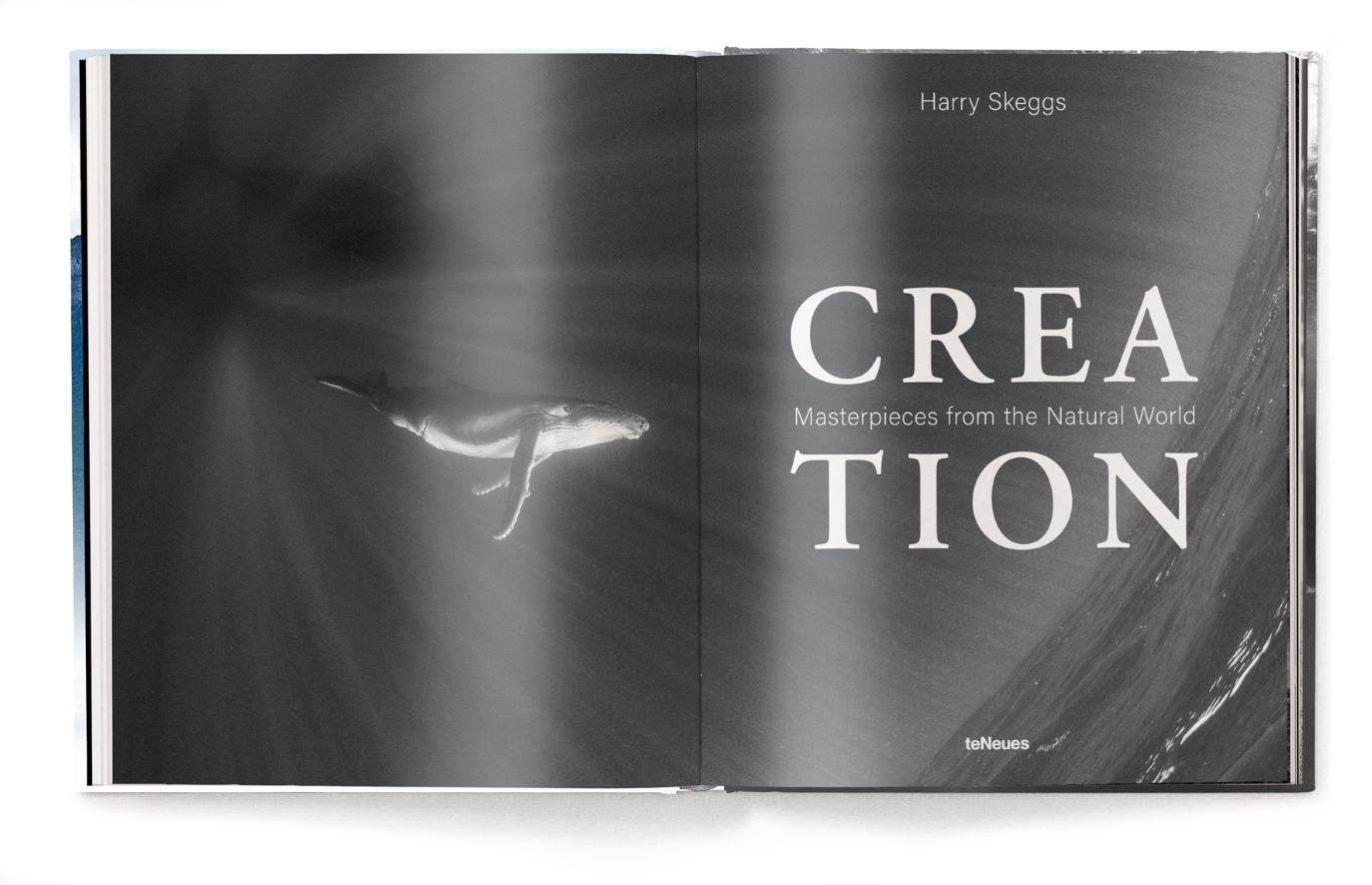 Koffietafelboek Creation, Masterpieces from the Natural World van Harry Skeggs