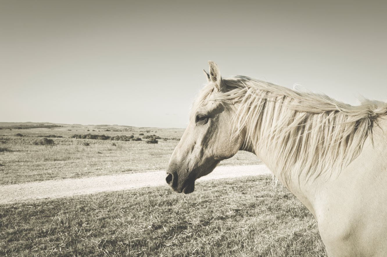 Koffietafelboek Life's Fragile Moments van Julian Lennon