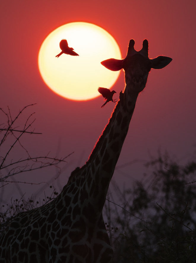 Koffietafelboek Mother, A Tribute To Mother Earth By Marsel Van Oosten