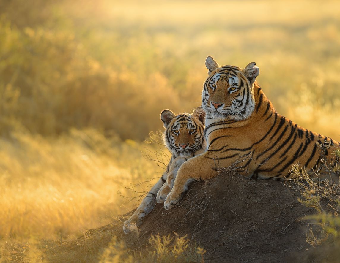 Koffietafelboek Mother, A Tribute To Mother Earth By Marsel Van Oosten