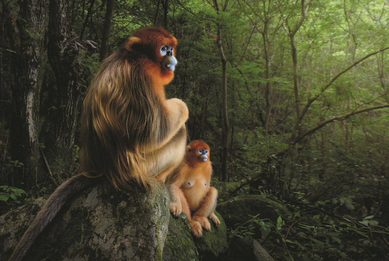 Koffietafelboek Mother, A Tribute To Mother Earth By Marsel Van Oosten