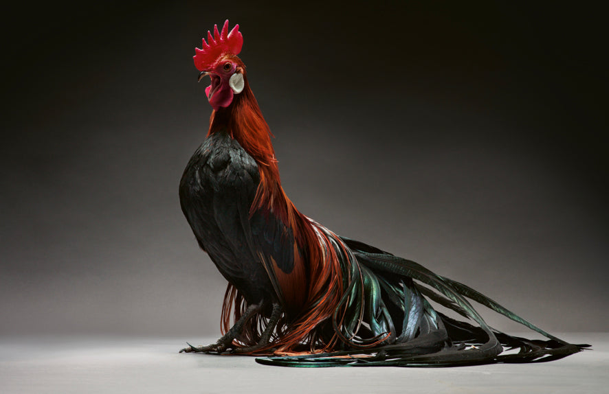 Élégance emplumée, Une célébration photographique des poulets