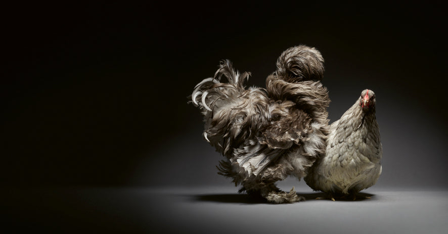 Élégance emplumée, Une célébration photographique des poulets