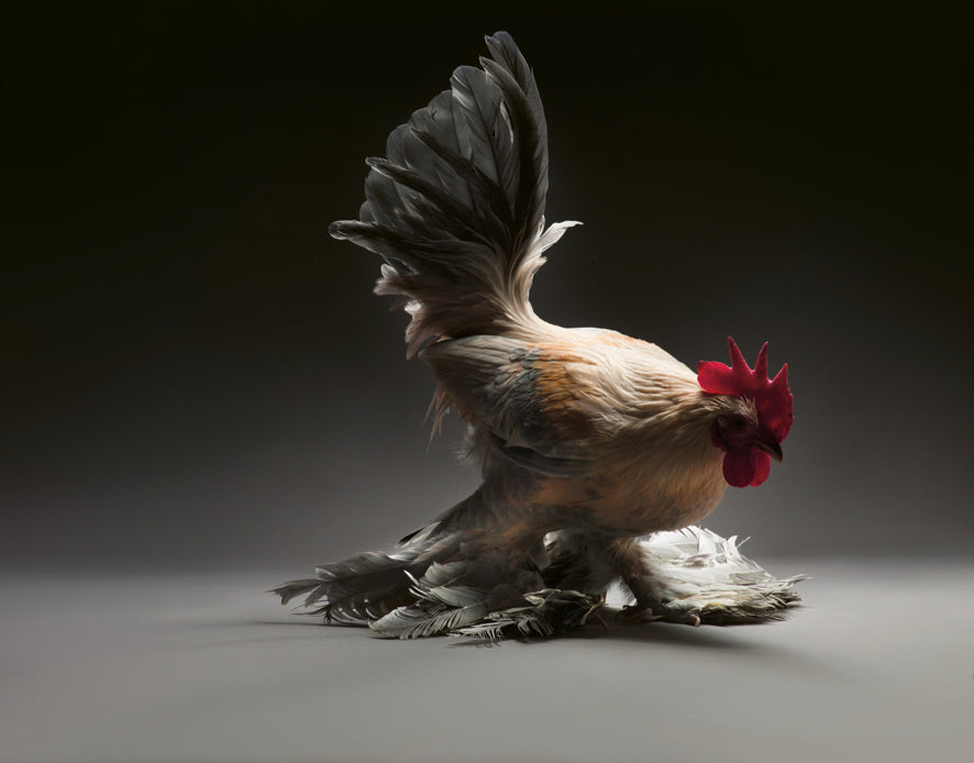 Élégance emplumée, Une célébration photographique des poulets