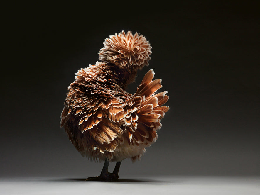 Élégance emplumée, Une célébration photographique des poulets