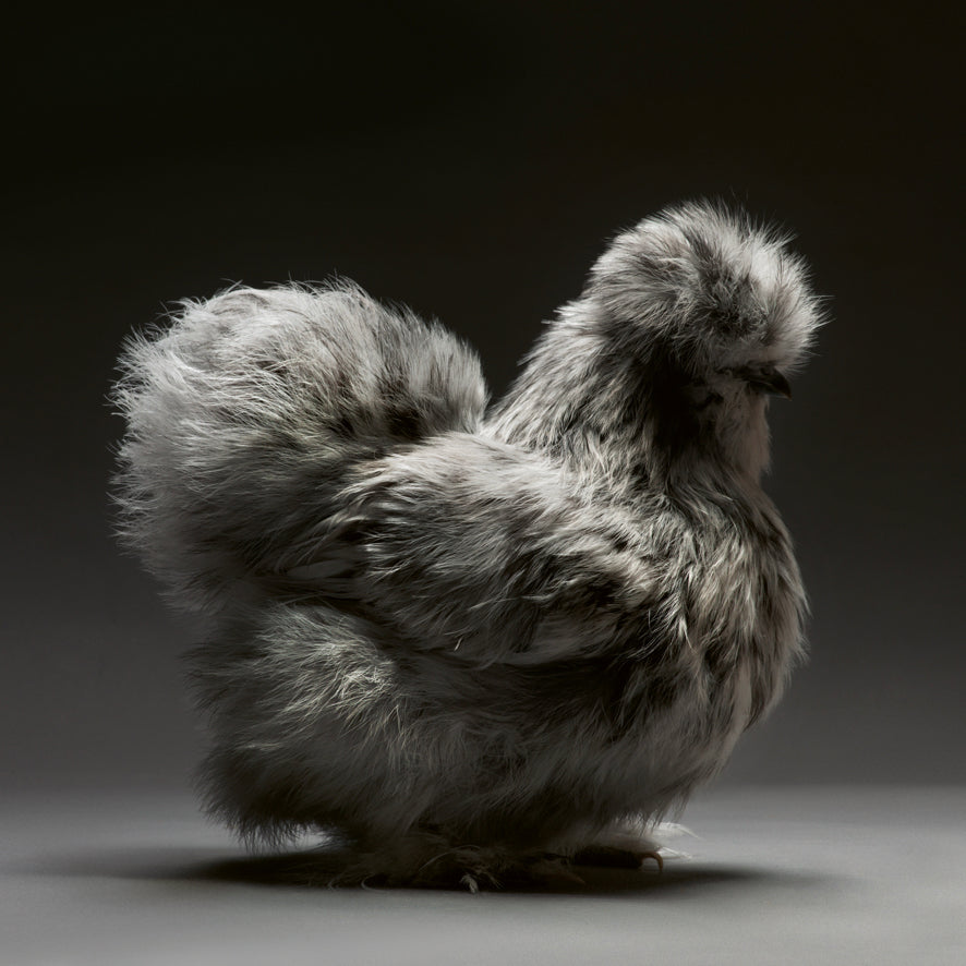 Élégance emplumée, Une célébration photographique des poulets
