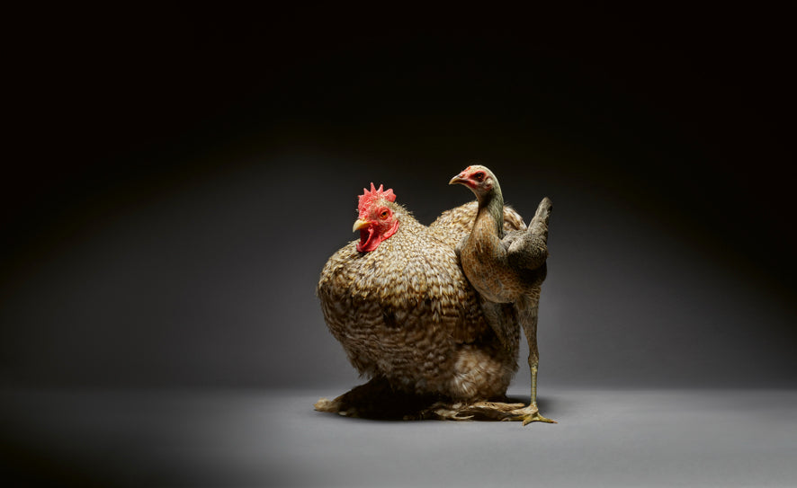 Élégance emplumée, Une célébration photographique des poulets