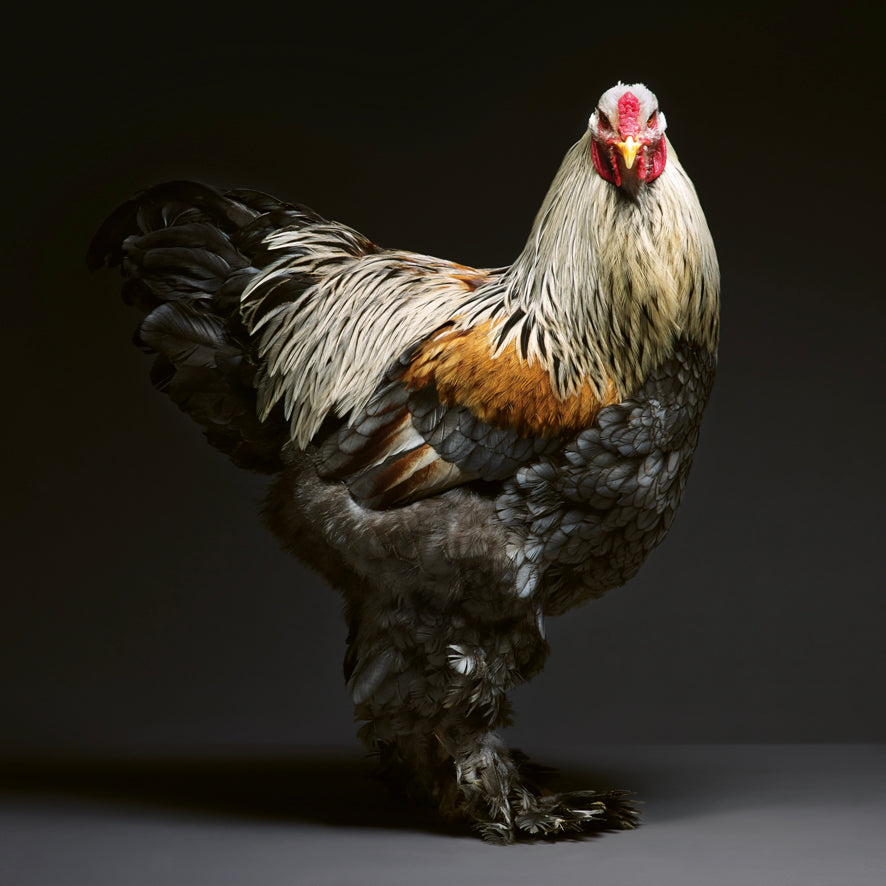 Élégance emplumée, Une célébration photographique des poulets