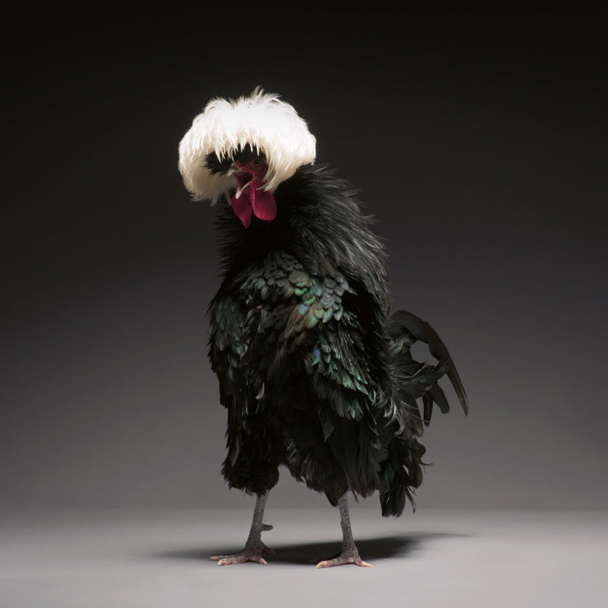 Élégance emplumée, Une célébration photographique des poulets